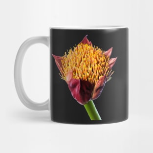 Paintbrush Lily (Scadoxus) in Flower Mug